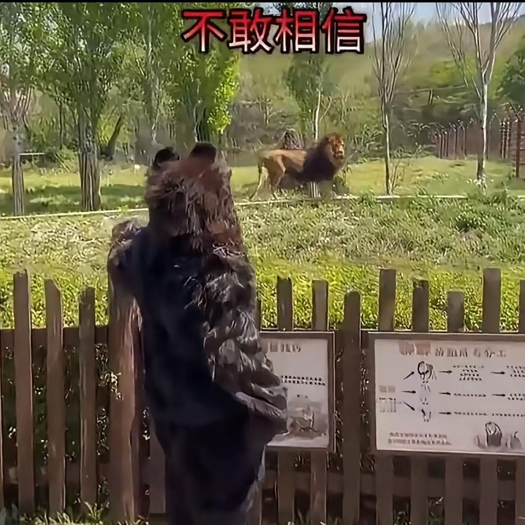 沈阳动物园最近出了个让人笑到肚子疼的名场面：有游客穿着毛茸茸的大熊玩偶服，大摇大