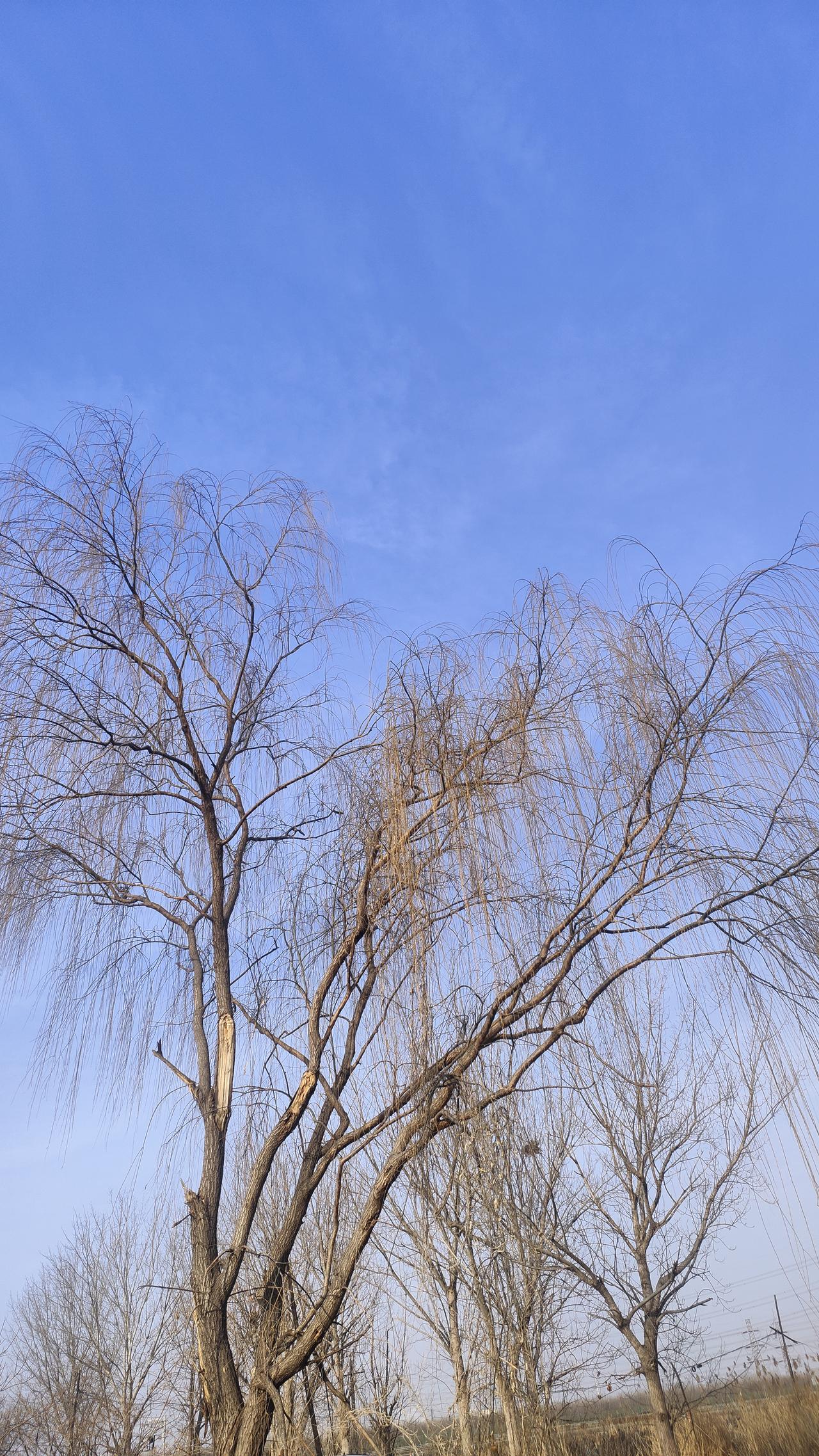 今儿出门溜达，一抬头瞅见这柳树，光秃秃的枝桠耷拉着，像没睡醒似的。
 
这季节的