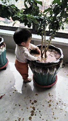 注意看！这小娃子也是闲不住，大人刚去趟厕所的功夫，他直接溜到花盆跟前儿，跟花干上