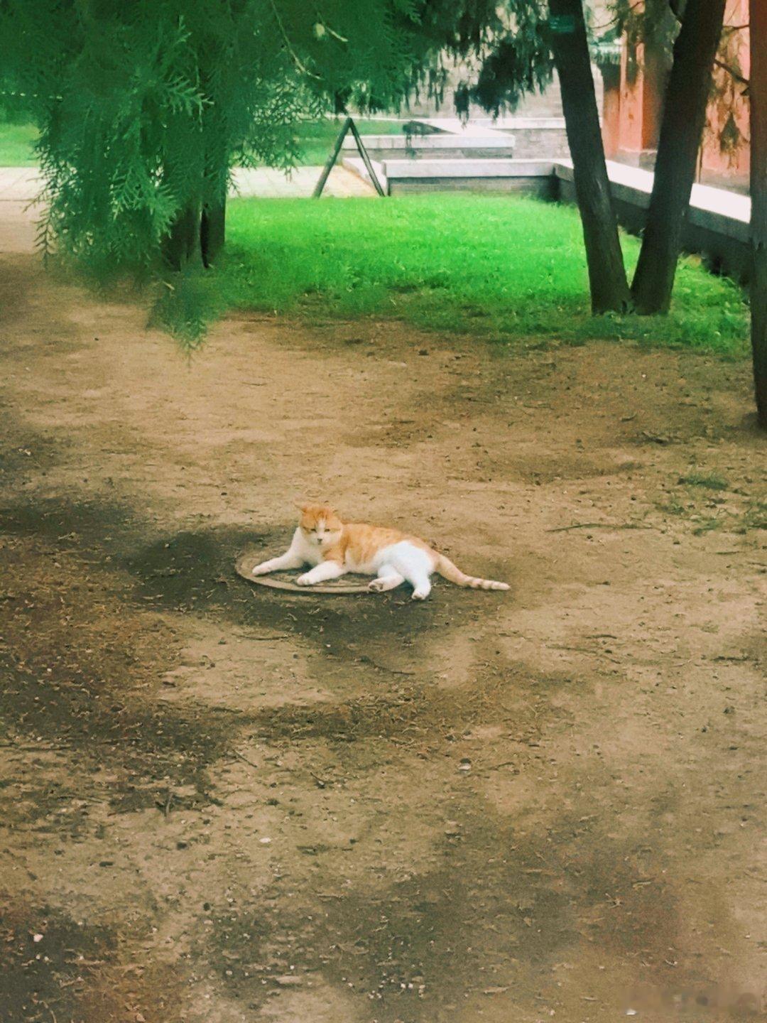 天太热趴在井盖上纳凉的小橘子🍊🐱猫