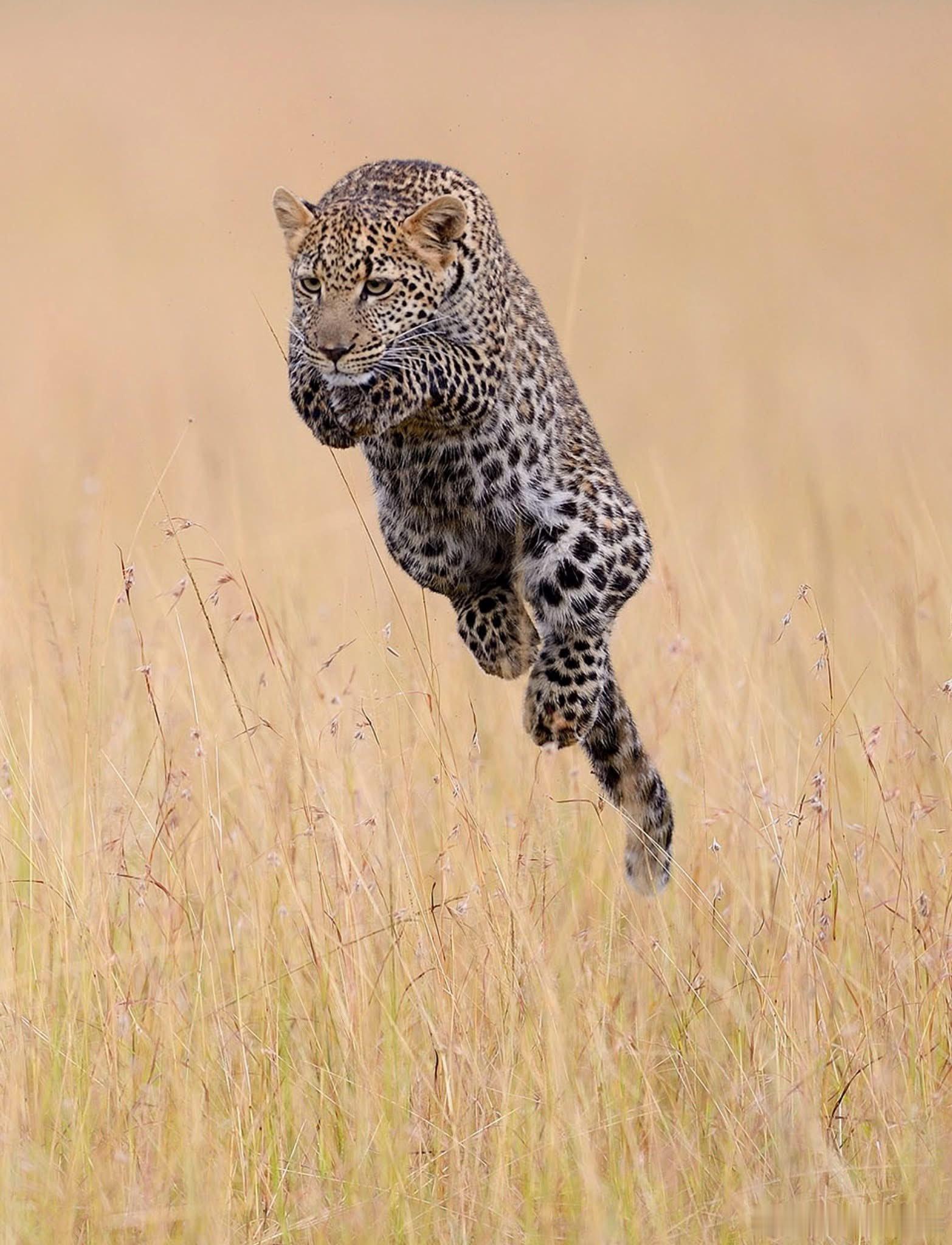 长草深处，一只小豹子正把妈妈当成“猎物”——时而扑咬，时而潜伏，突然腾空一跃，摆