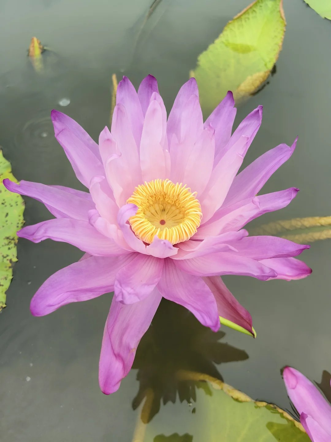 澳洲睡莲 张牙舞爪的花型 独特的美