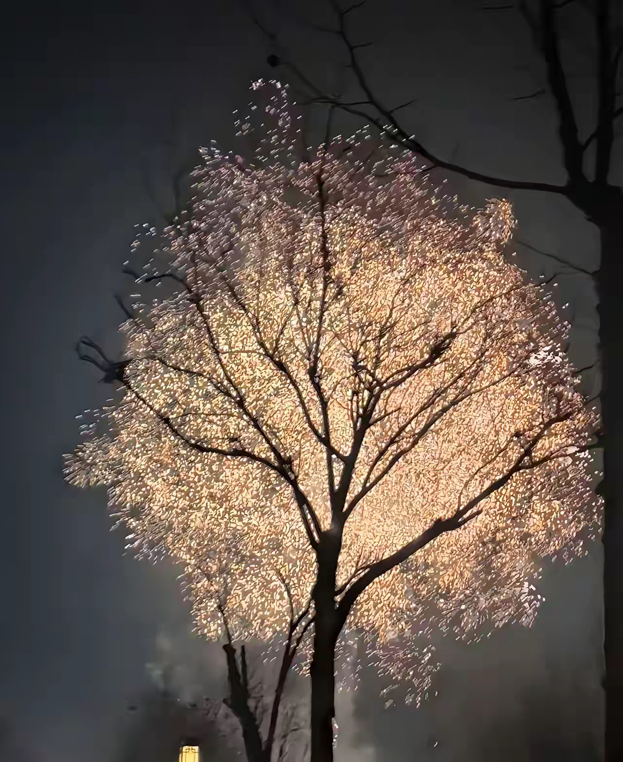 最近很火的一段话：“你在等什么？等乌鸦说情话，等铁树开花，等一年有13个月，等一