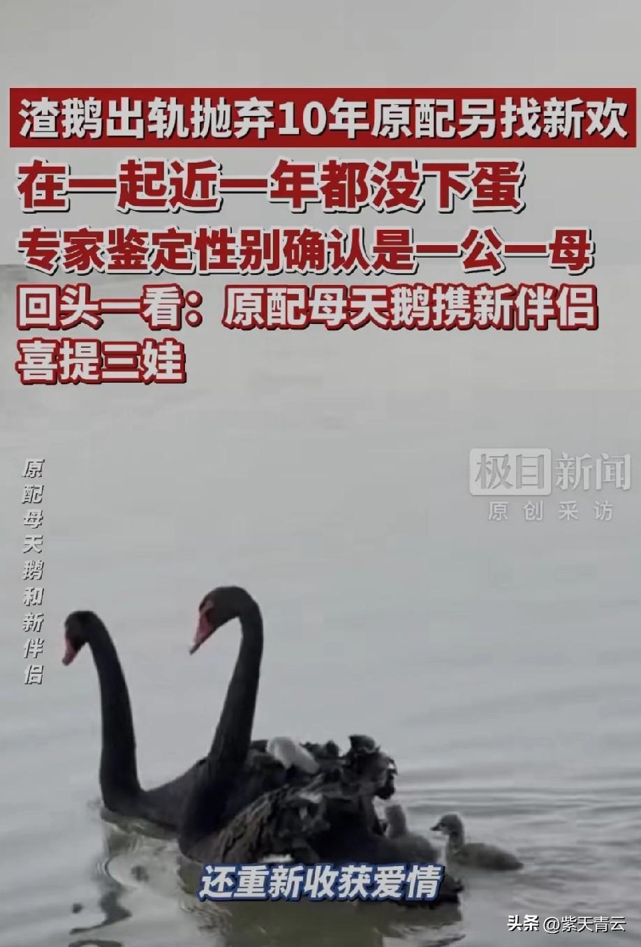 天鹅向来是动物里最忠贞的代表，一生只认一个伴侣，一方离世，另一方便孤独终老，绝不