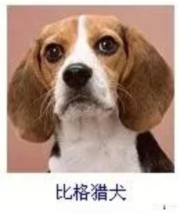 菩萨蛮41·比格猎犬
       茸毛浅染茶花色，垂耳半遮灵眸澈。鼻润似凝酥，