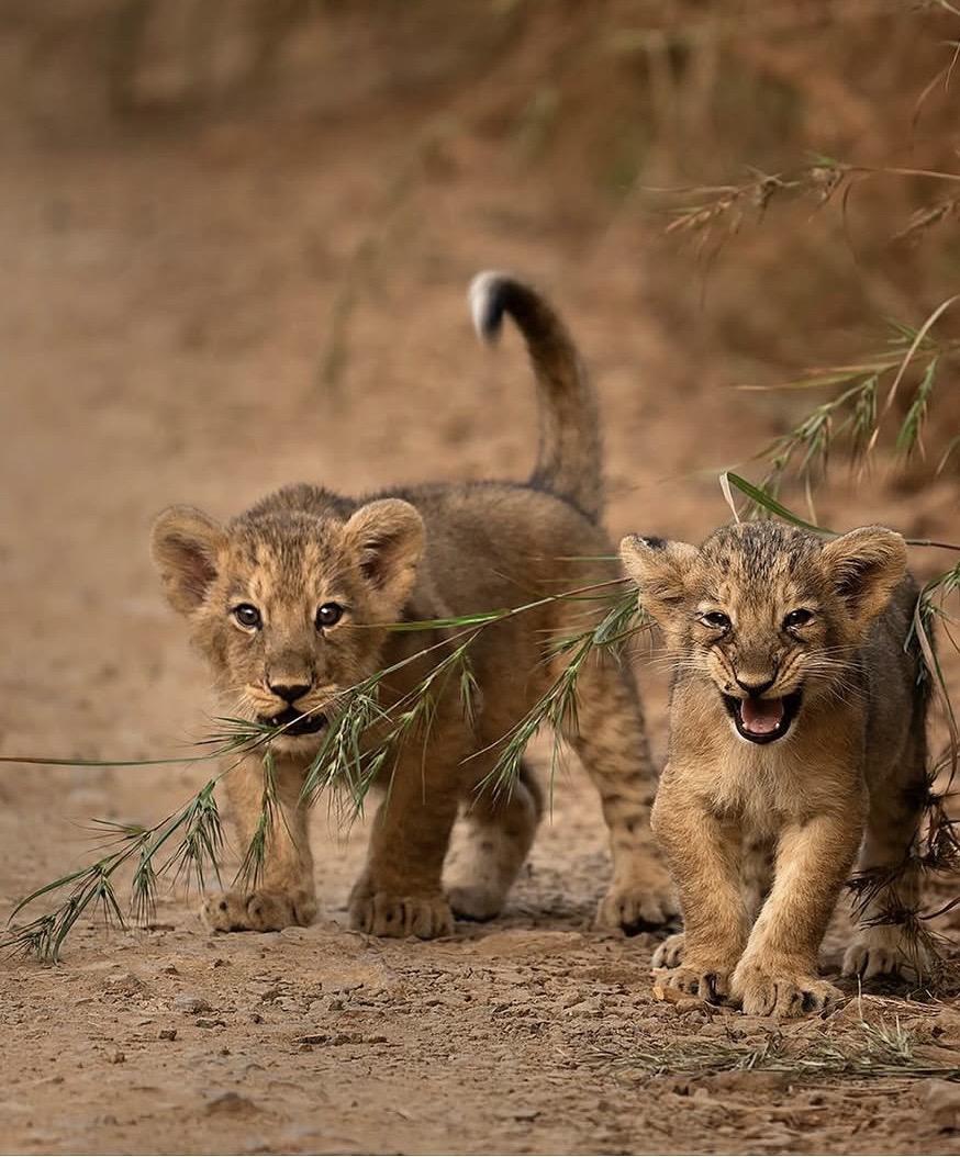 新鲜出窝的小亚洲狮。小宝们欢迎来到吉尔公园👏🤗