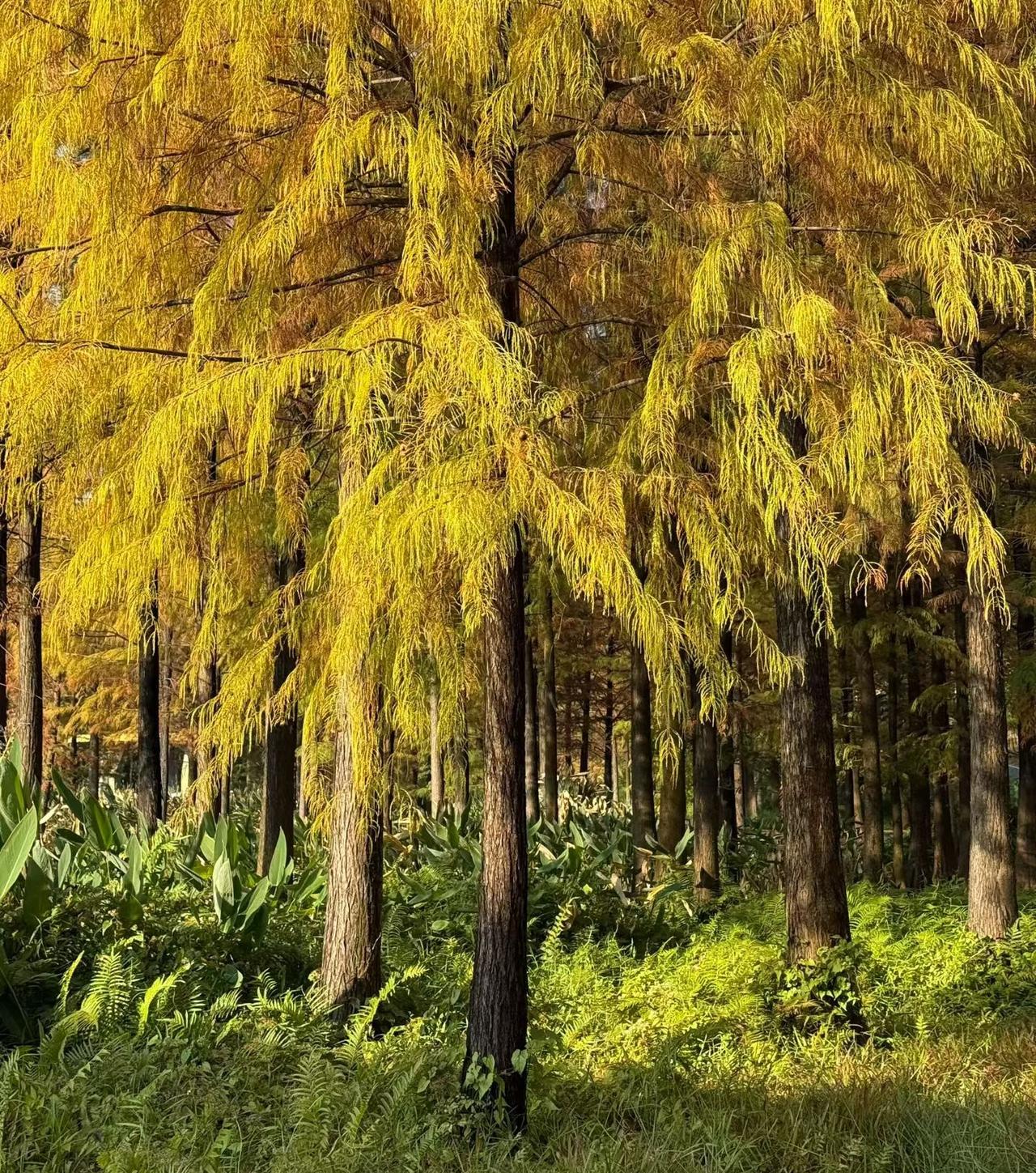 郁郁葱葱生机勃勃秋天树叶照片 树木随手拍