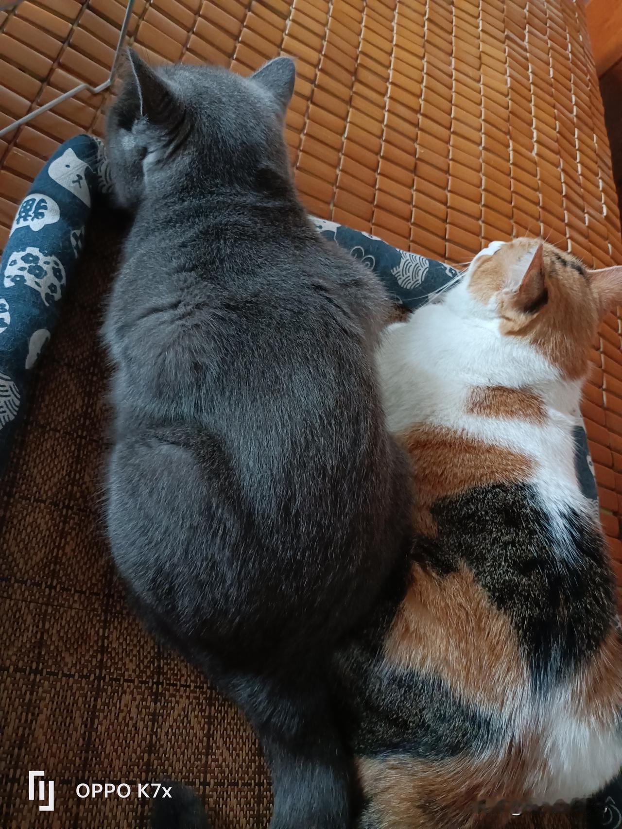 猫咪陪我看电视[呲牙]