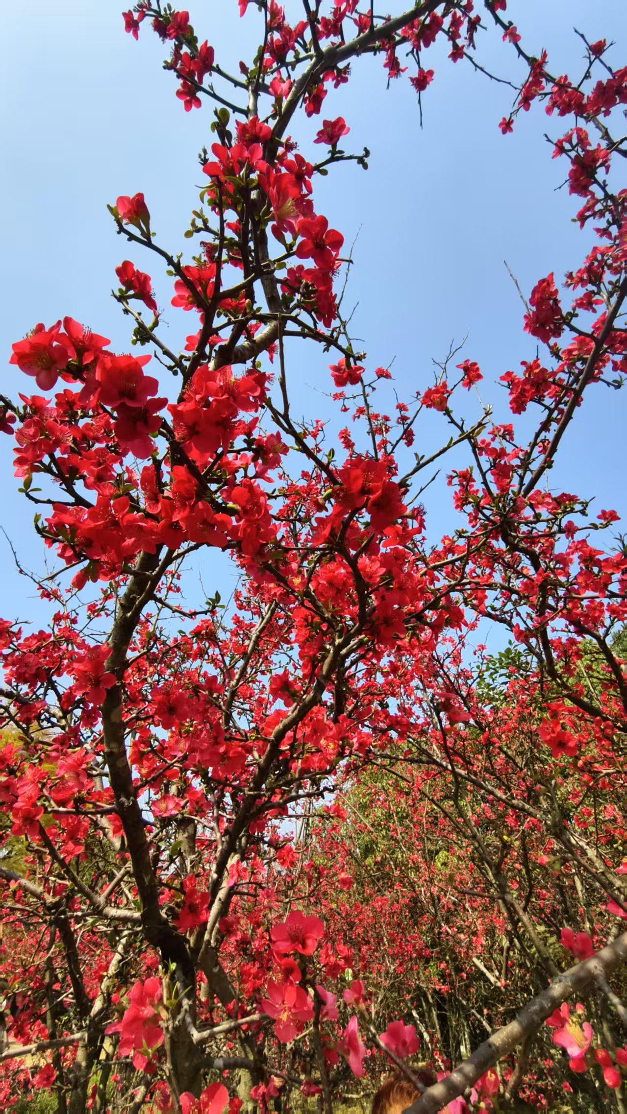 分享一张你相册的拍的花