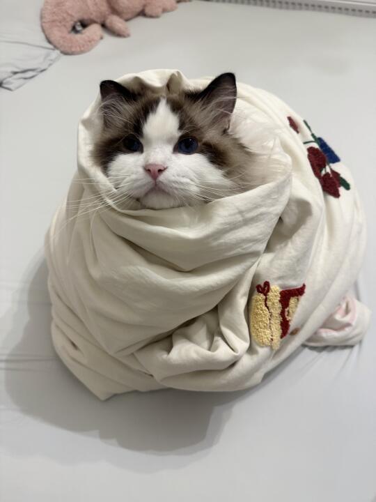 请ee吃粽子喽