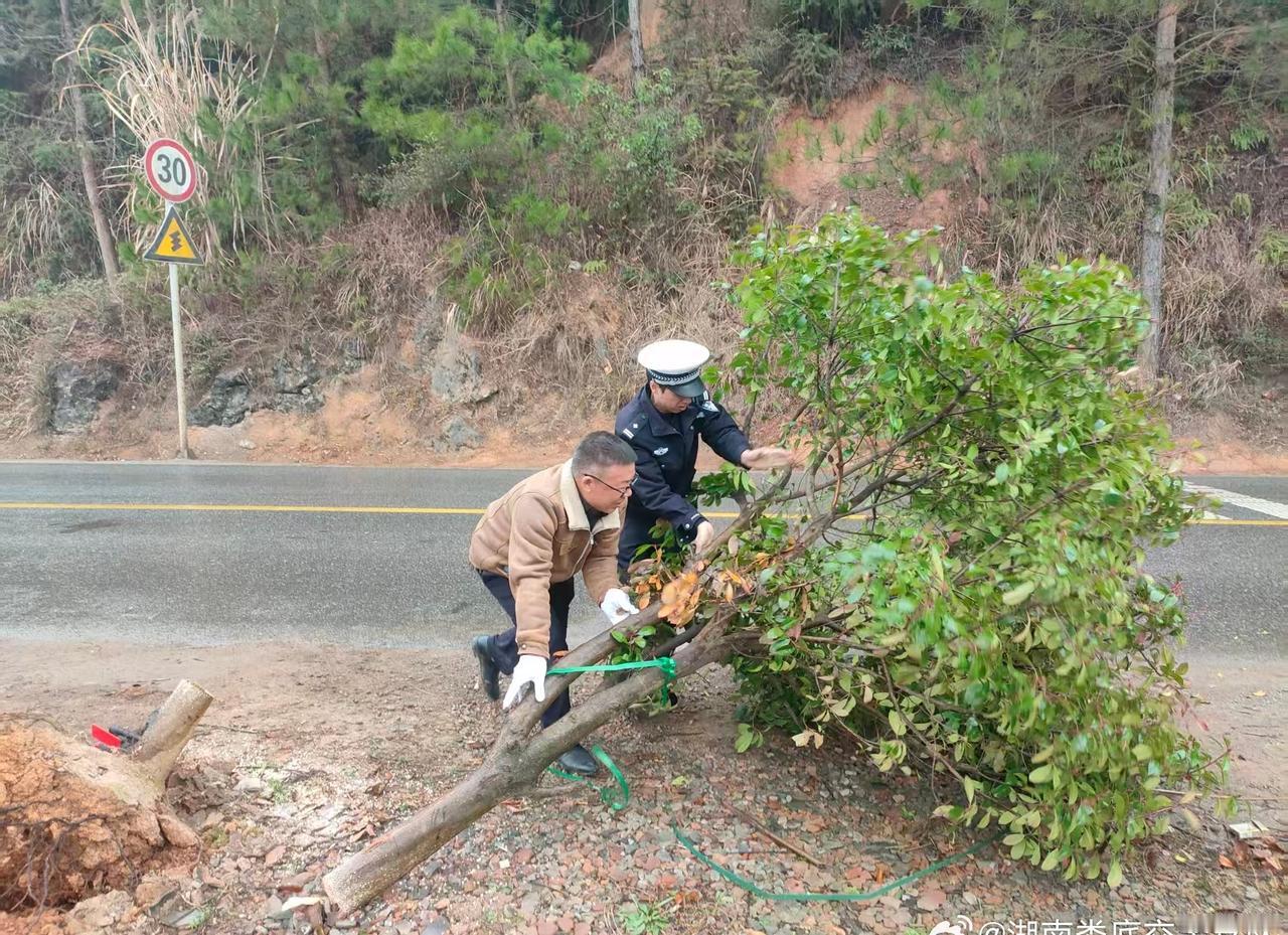 【大树拦路别慌！新化交警巡逻途中解忧】湖南交警在行动 1月31日，娄底新化交警像