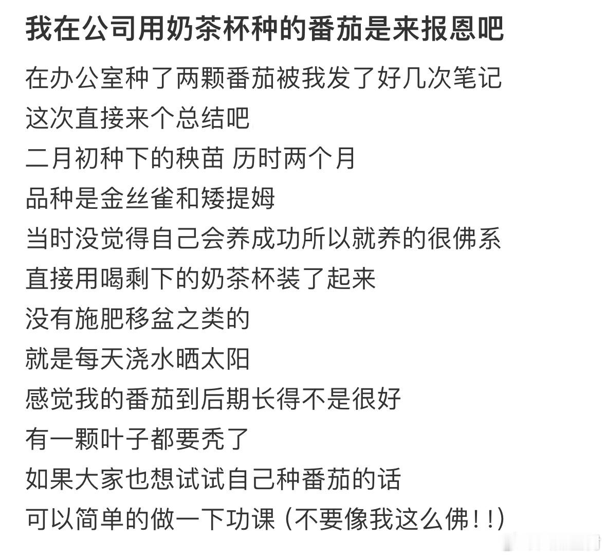我在公司用奶茶杯种的番茄是来报恩吧#打工人周末涌入共享菜园当农民##城市农夫租地