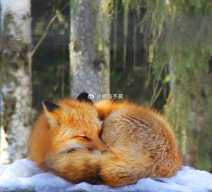原炀生日当然是特供吃狐饼🦊 