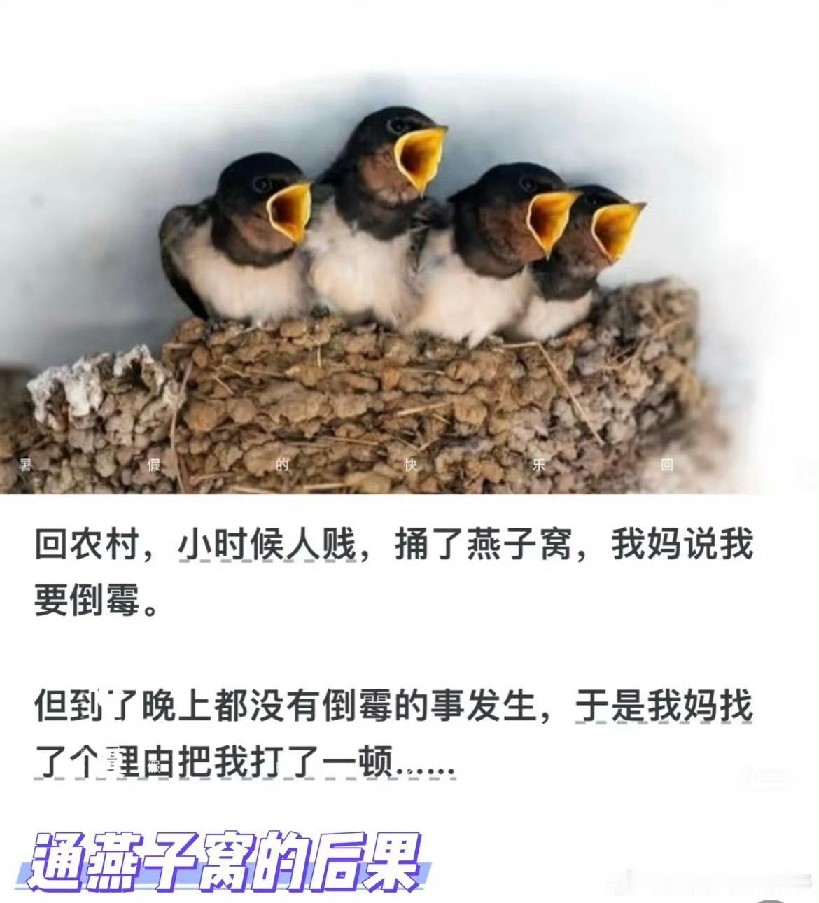 【熊孩子捅毁燕窝5只燕宝宝全部死亡】燕子不入苦寒之家，可惜啊，遇到了不敬畏生命的