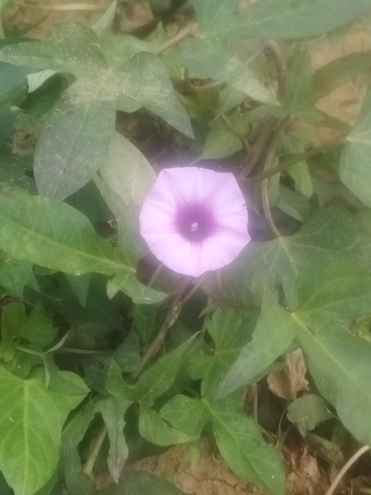 今日头条
一一兔哥
白丰玉薯红心叶。育苗池中一枝花。