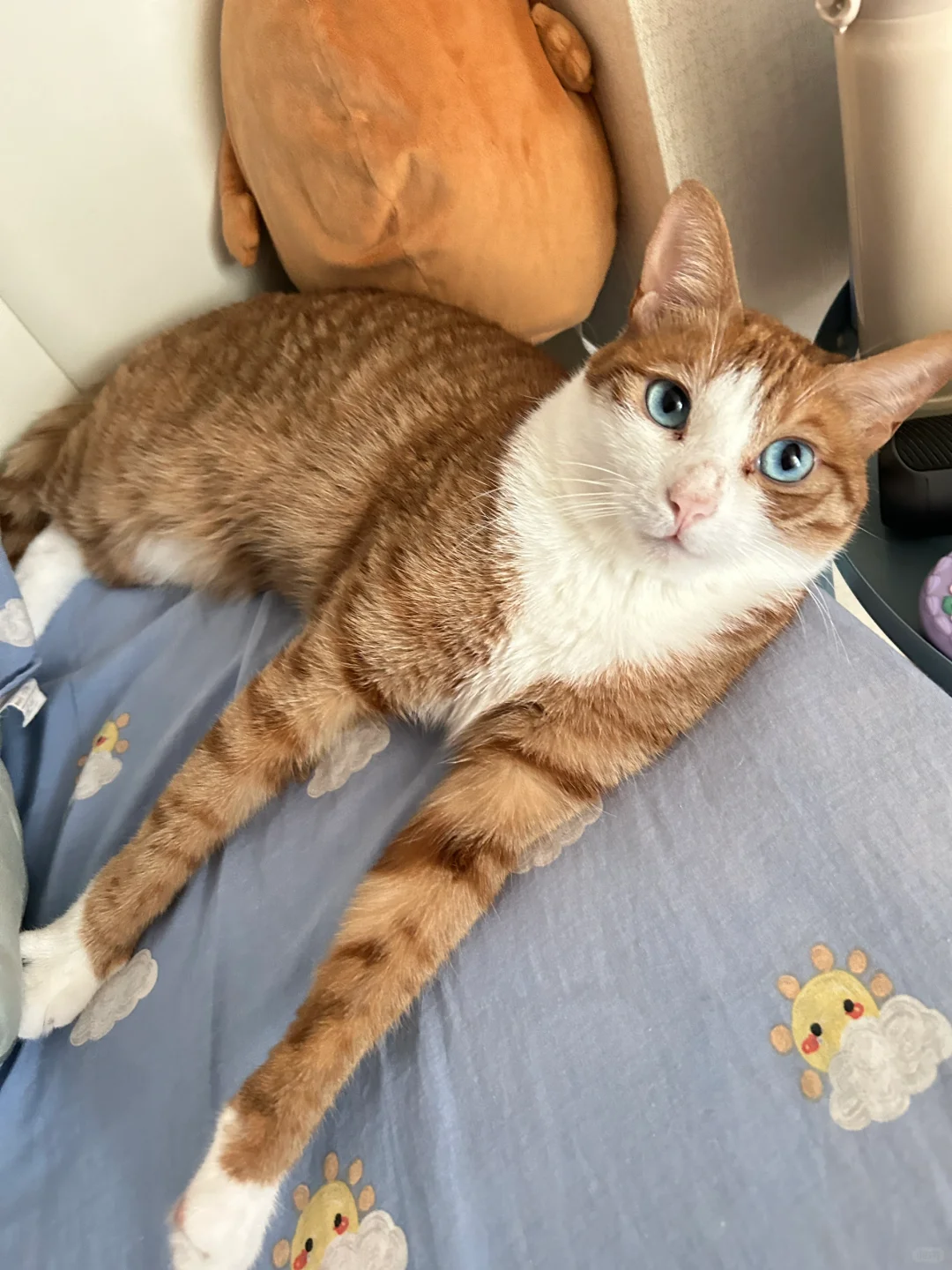 这难道是！黄皮蓝眼猫特儿？