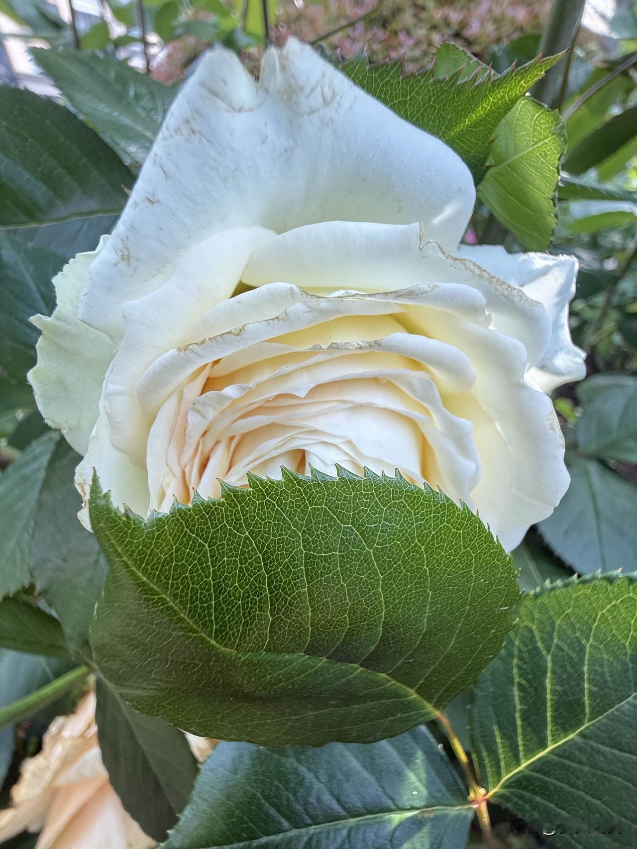 【小对联】
上：翻唱；
下：……？