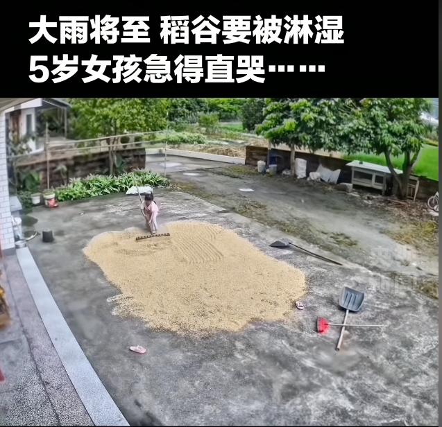 广东河源，独自在家的5岁女孩发现暴雨快来了，眼看一家人辛苦收回的稻谷要被淋湿，她