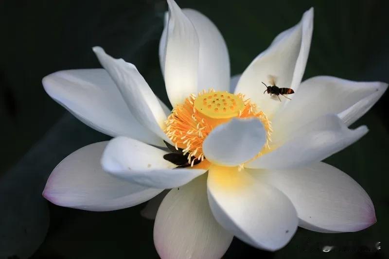 水调歌头

作者：汪莘

谁与玩芳草，公子未西归。天然脱去雕饰，秋水落芙蕖。发轫