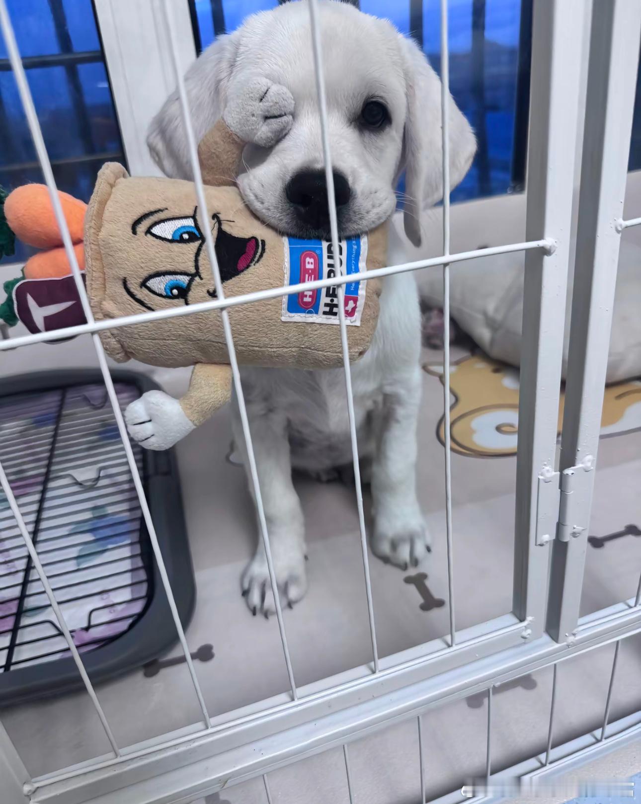 传说中的加勒比海狗？[偷笑] ​​​