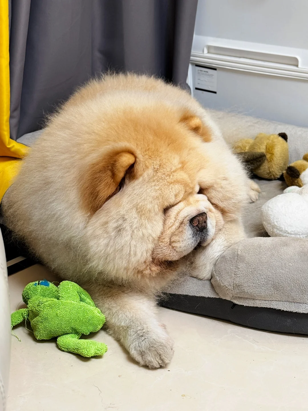 心胖：我有我的小世界