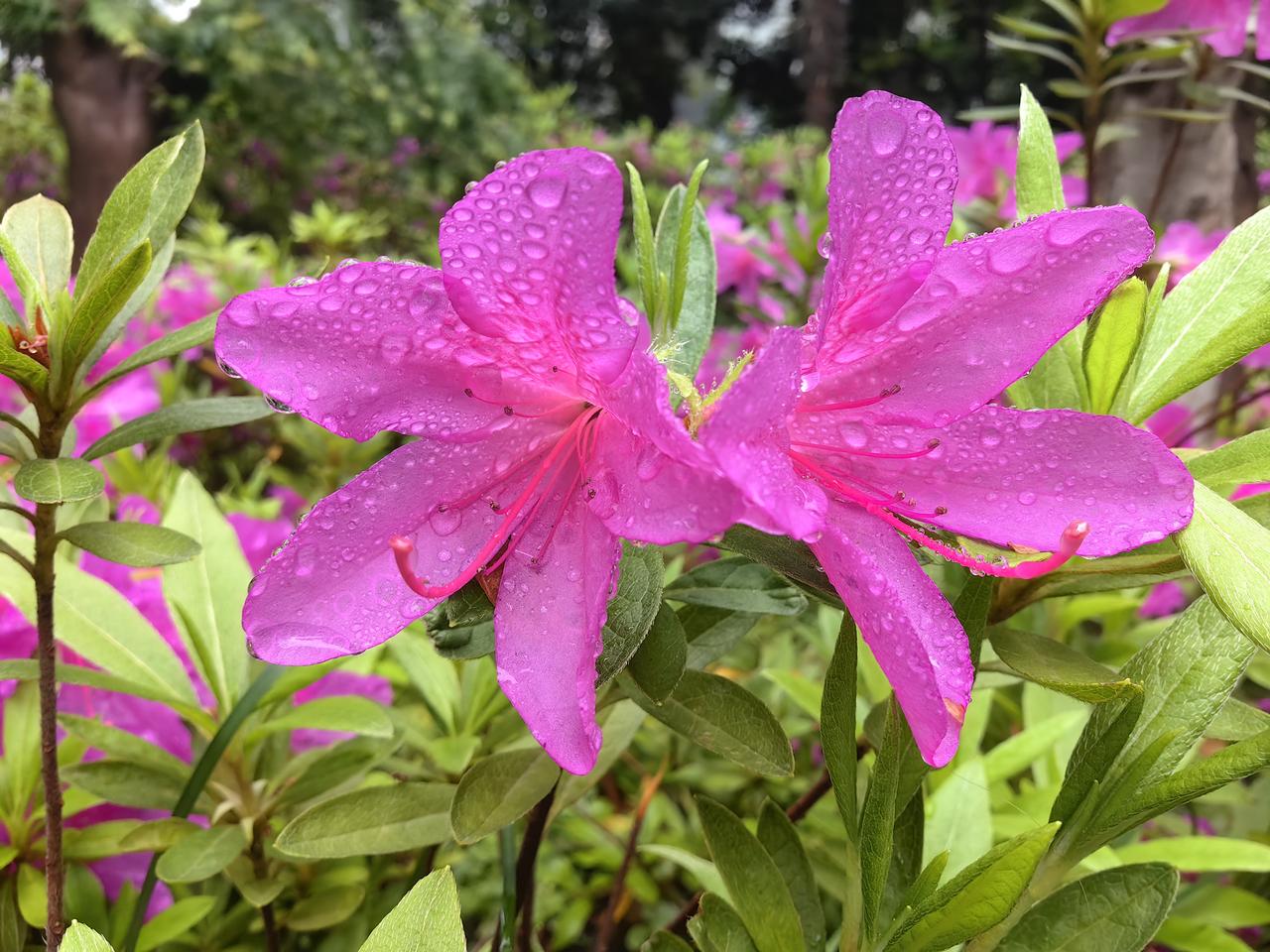 假如海昌智能与鸿仕达申购资金一样多，那么海昌智能正股门槛是多少？
根据鸿仕达申购