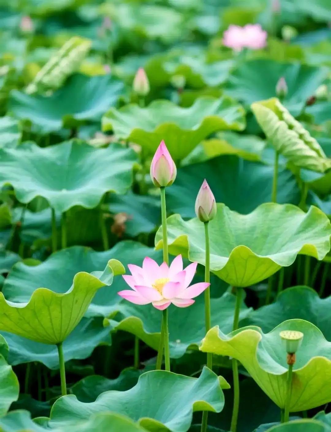 节节莲藕泥中睡；
朵朵荷花水面摇。