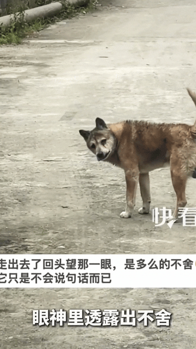 江西一男子发现自家的狗子已经快不行了，每天都想往外跑，他就把狗子抱了回来，低声劝