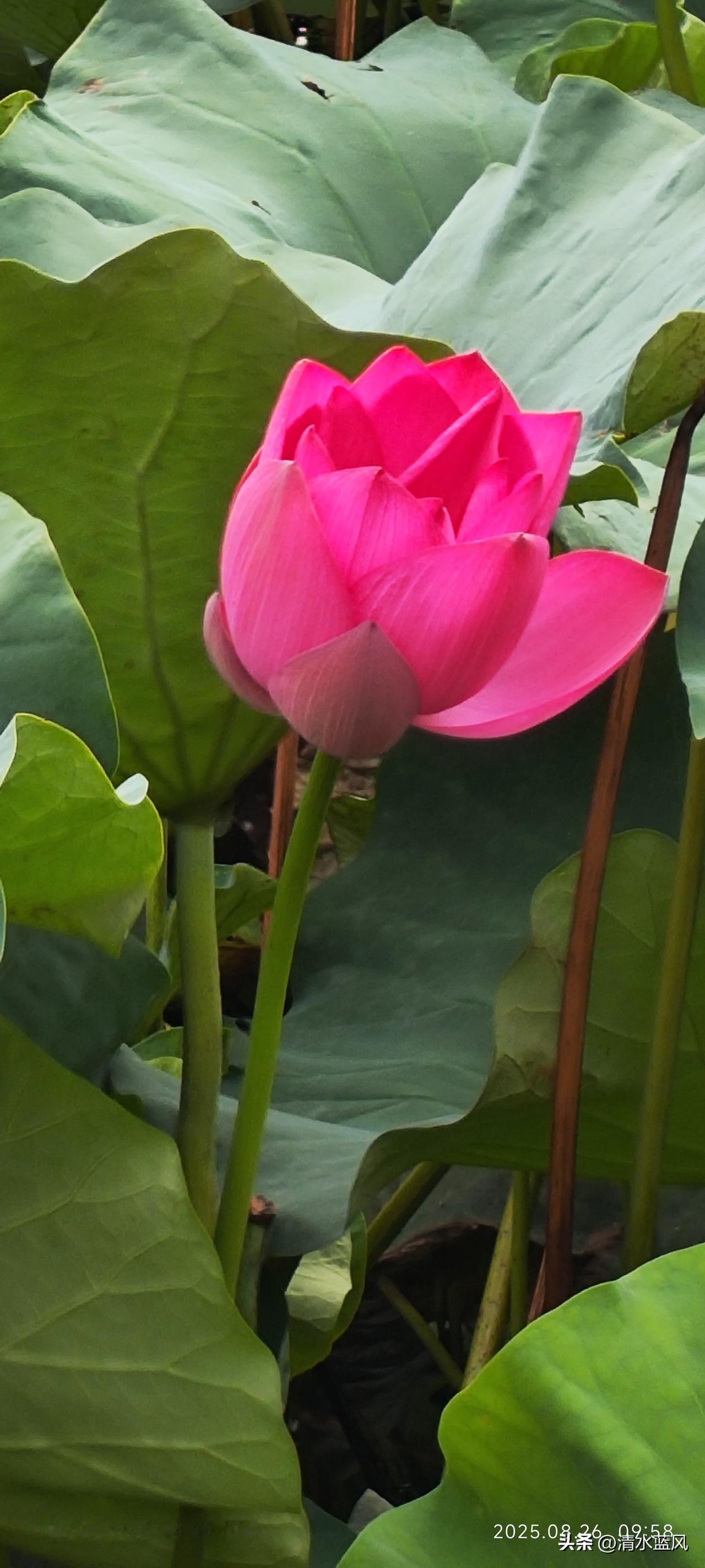 独处，自然，热爱，能抵千般苦。谁说的这是？