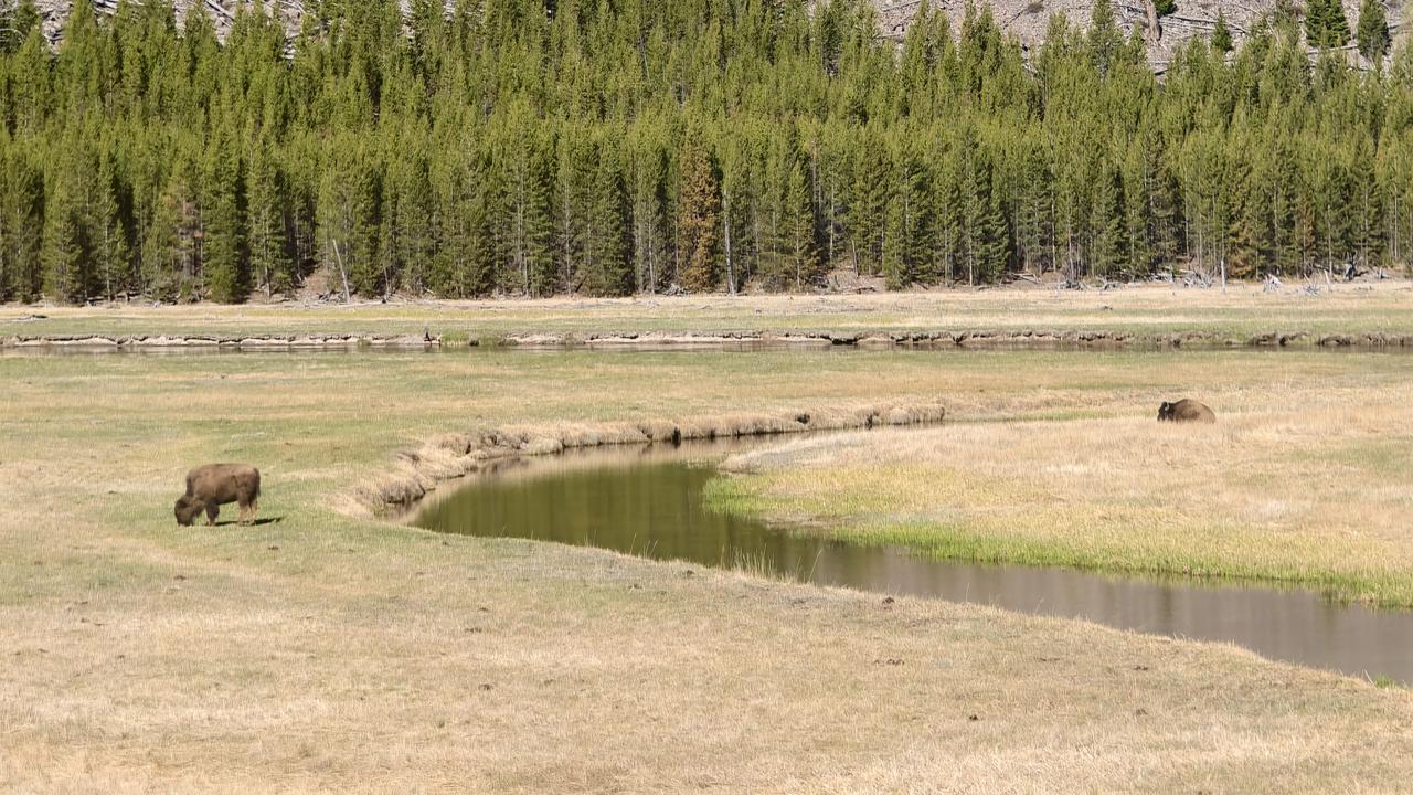 黄石国家公园-野生动物（14）

野生动物观赏地 黄石野生动物 黄石国家公园
