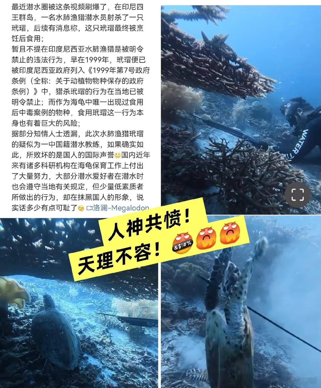 难过了好几天，好几次潜水都遇到了这种海龟，头尖尖的特别可爱，之前说怀疑是中国人还