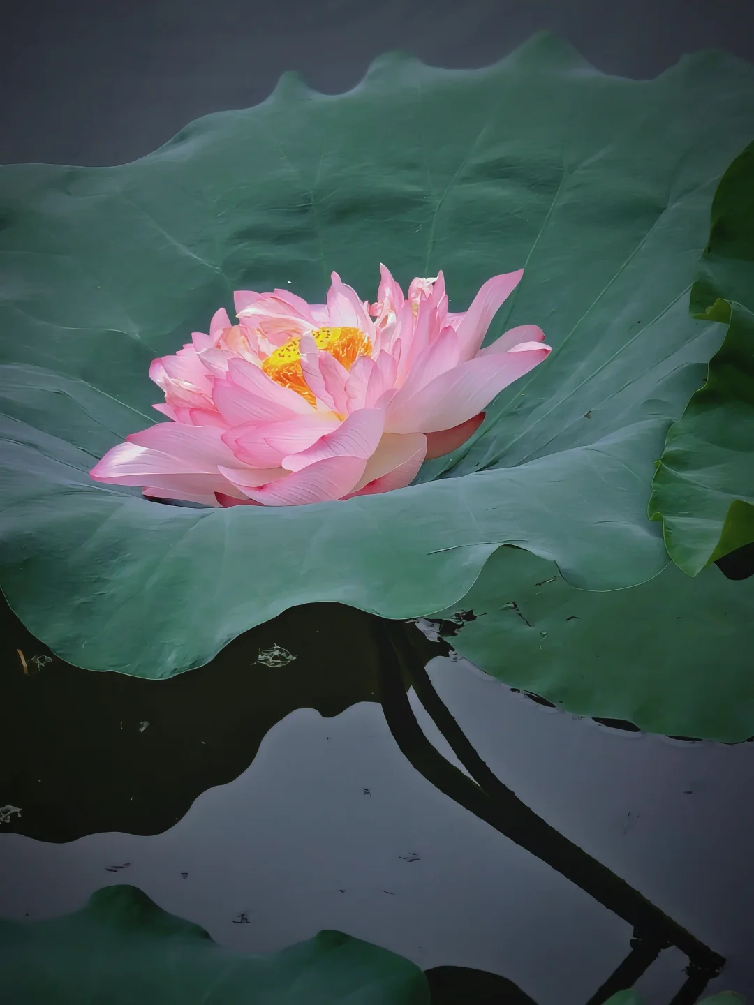 6·12 烈士陵园荷花🪷