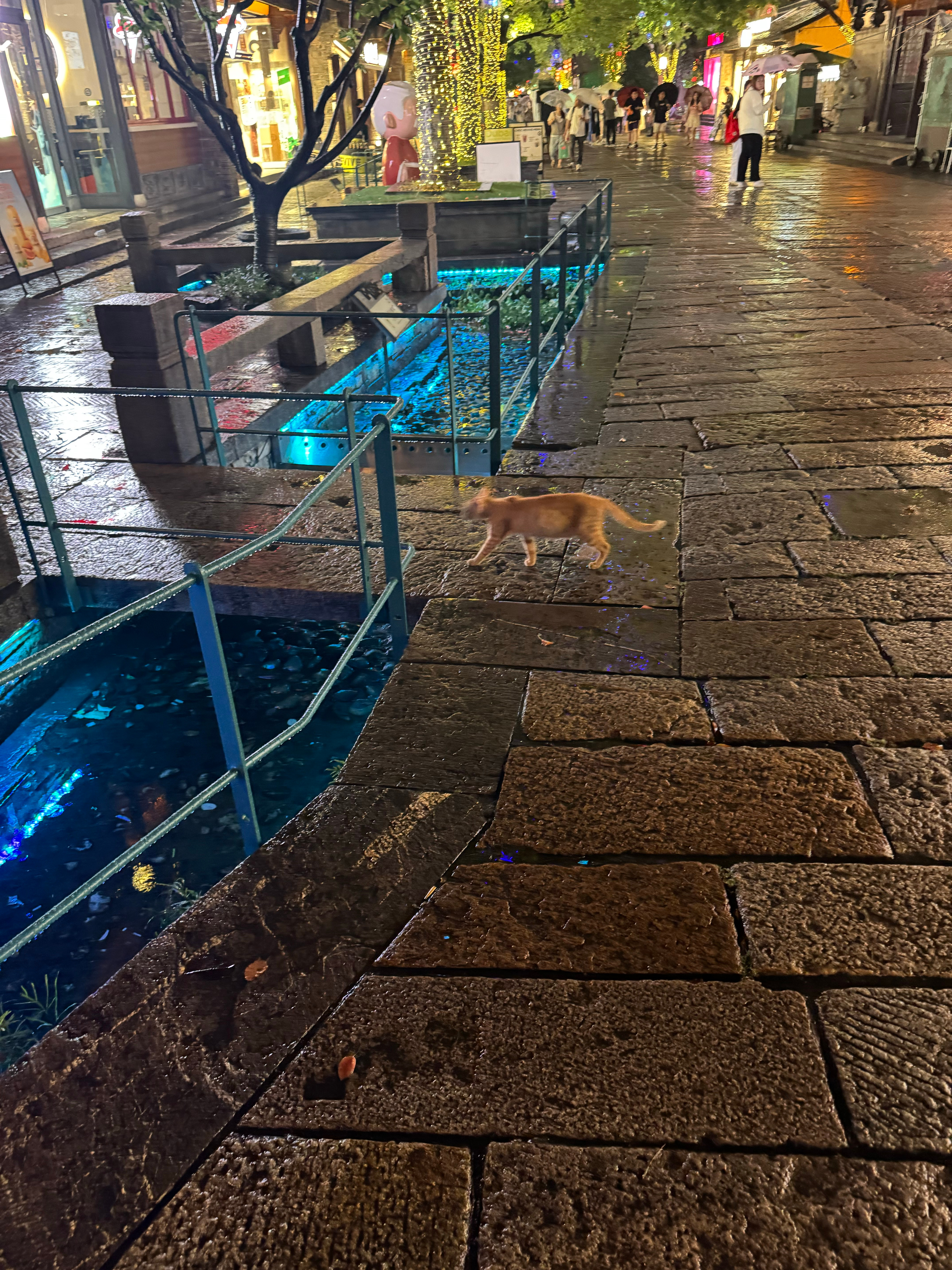 小猫咪你要去哪里呀 