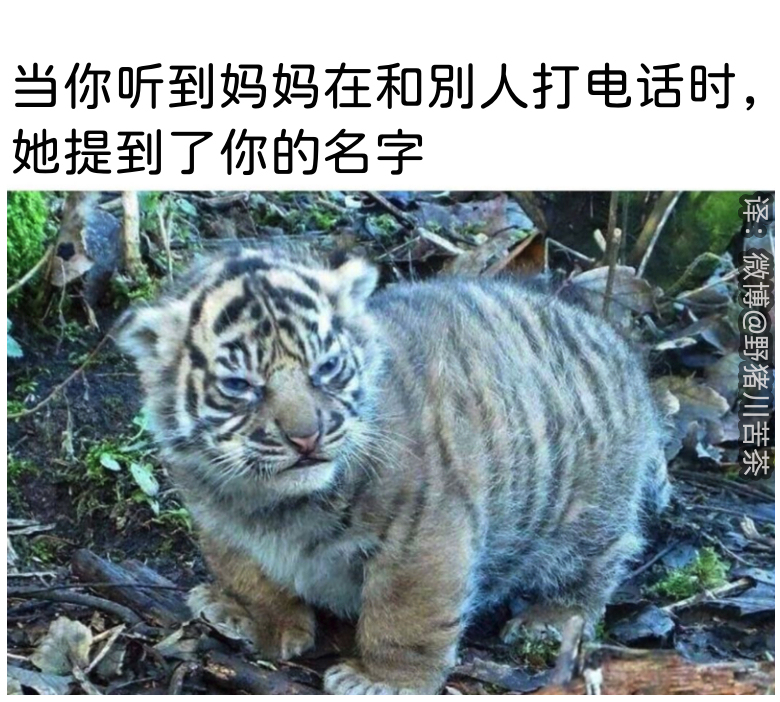 又cue我 