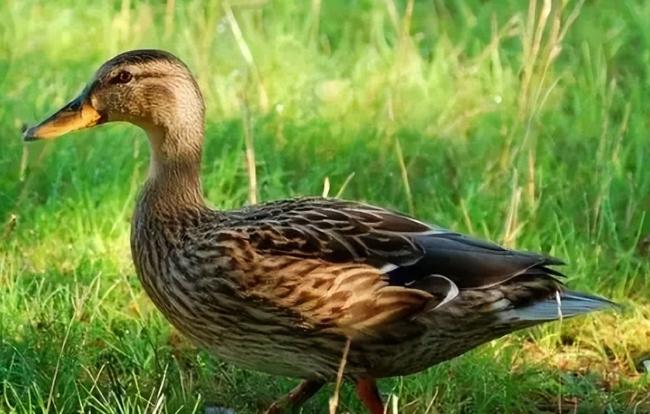 2005年，鸭子被评为世界上最卑鄙的动物，公鸭进化出40厘米长的螺旋状繁殖器官，