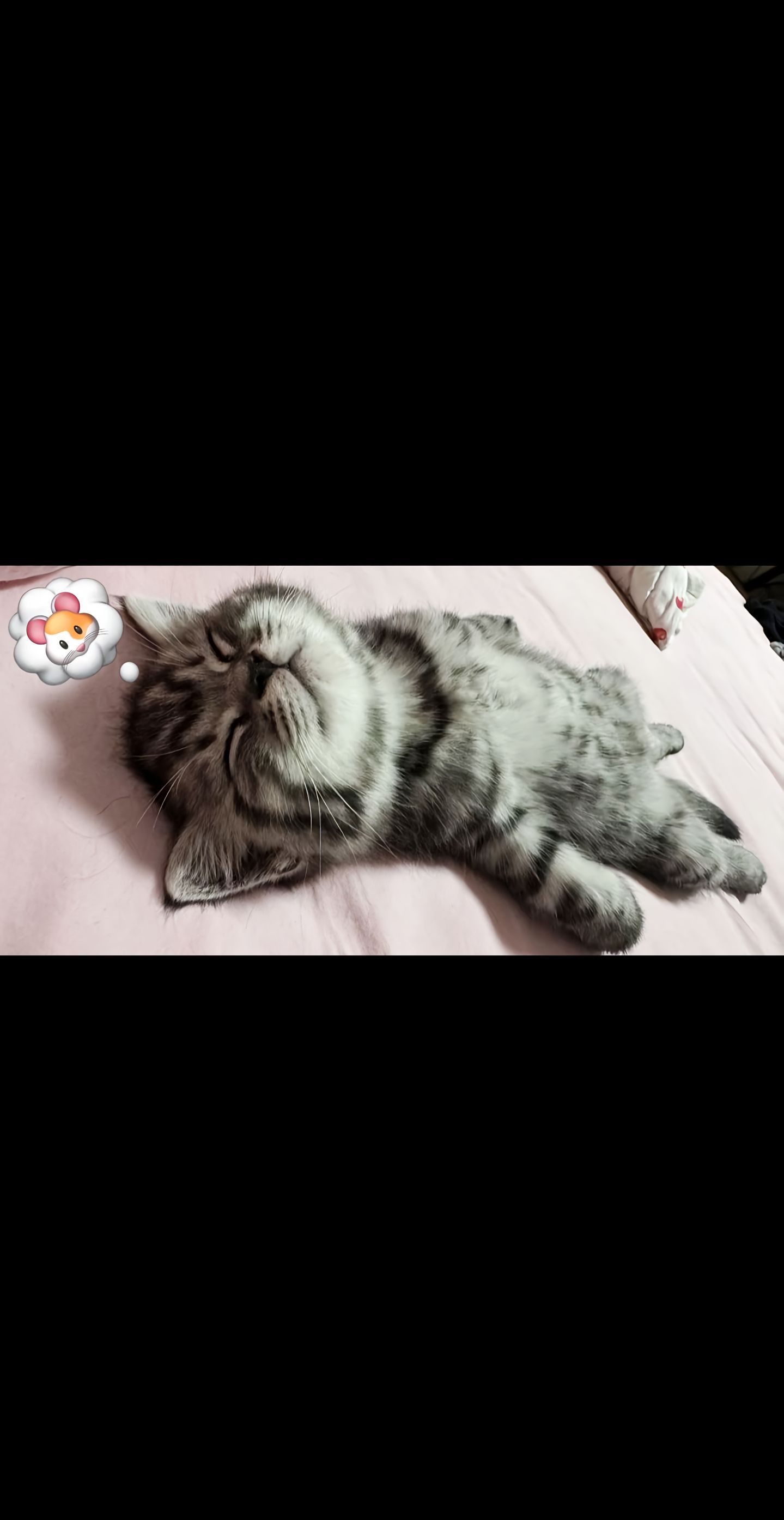 这小猫怎么睡得人模人样啊[憧憬] ​​​