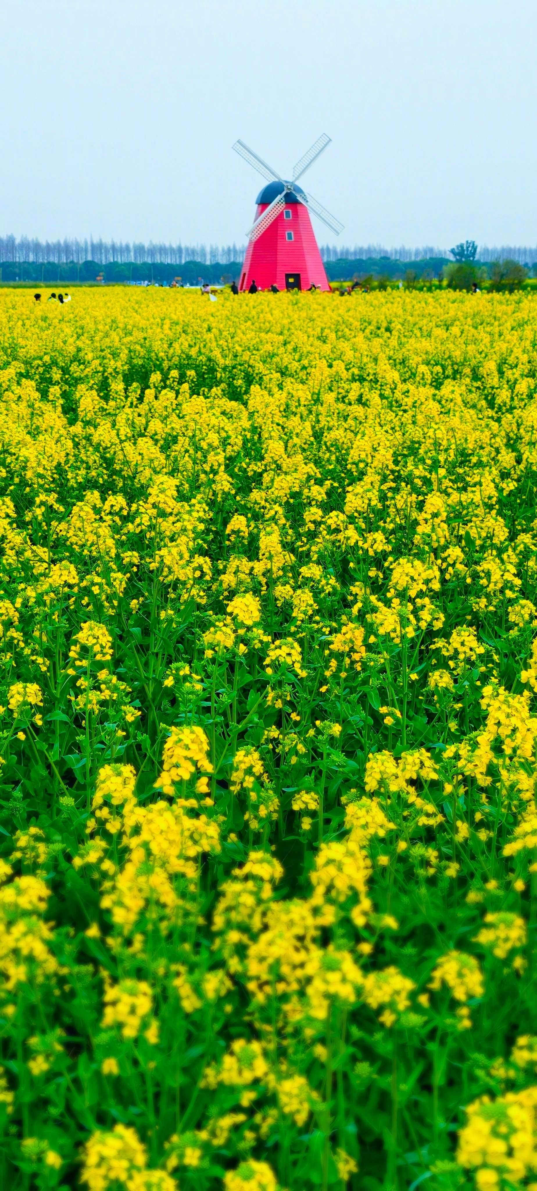【这里是上海】风车轻曳花如海满目春明入眼来 