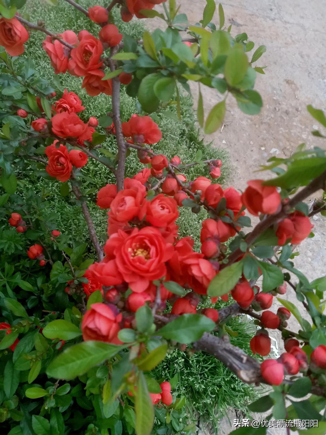 记录我的2026春风拂过，春暖花开，阳光明媚，适三月收尾了。但愿大家在春光里继续