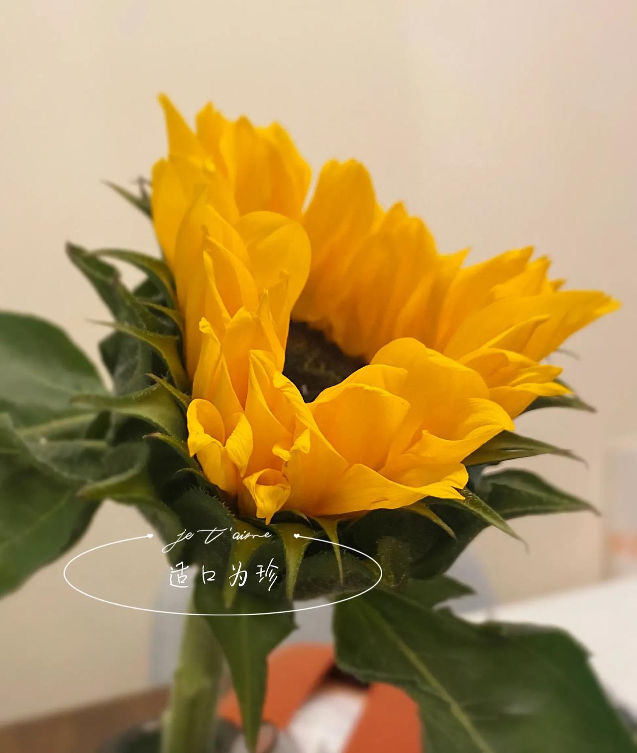 适口为珍邀联：
上联：迎风翠柳摇青影，

上联：穿云紫燕鸣妙曲，

下联：您随意