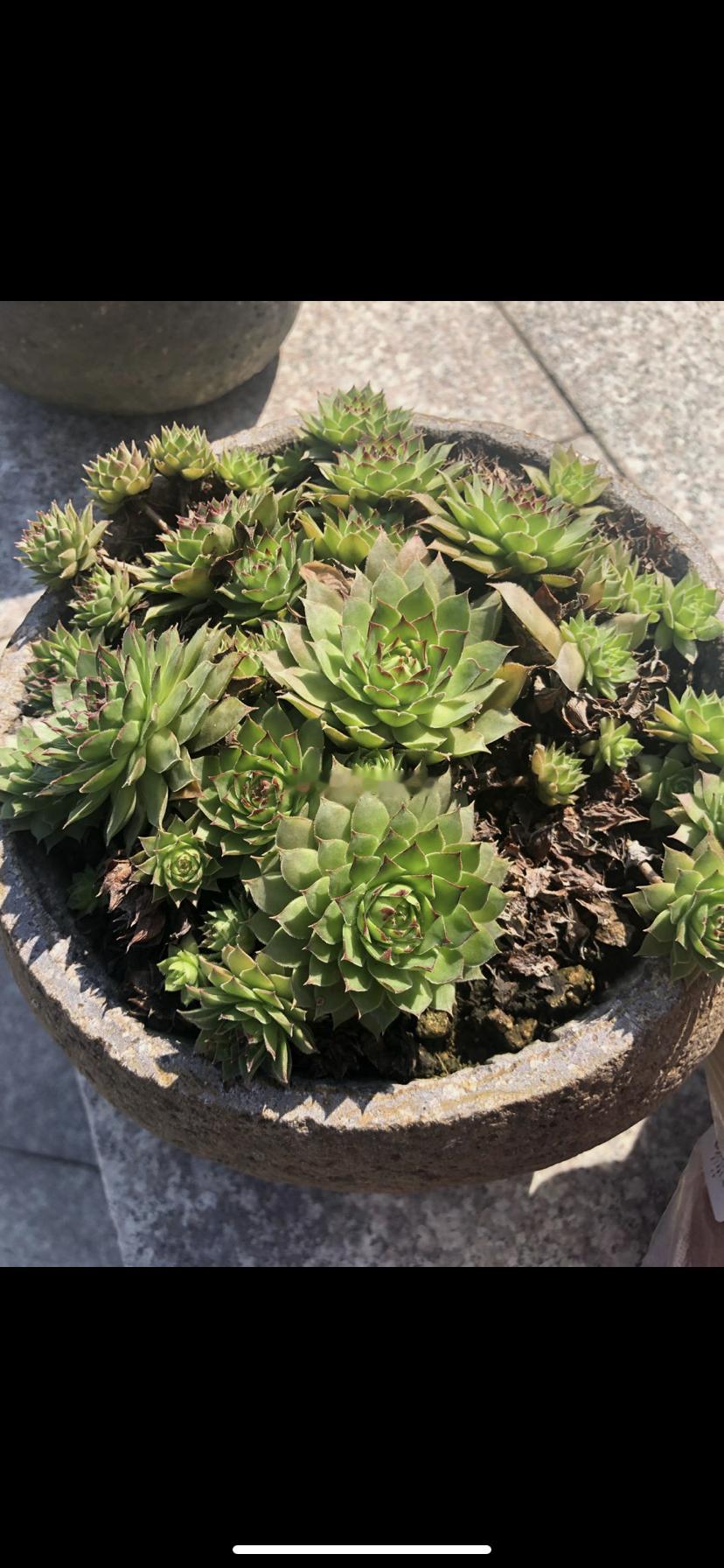 一年一度的炒名字，炒生肖大赛，周四高潮，统计一下最新的相关涨停股：炒名字：合富中