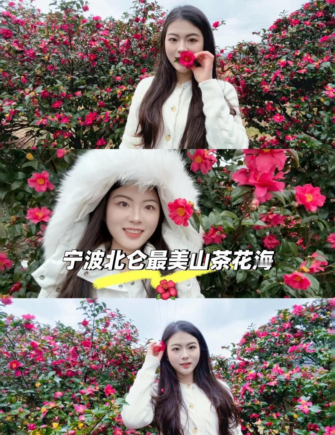 冬日打卡宁波北仑最美山茶花海🌺
是下雨天☔️也要去看的山茶花海，冬日晴天的话路