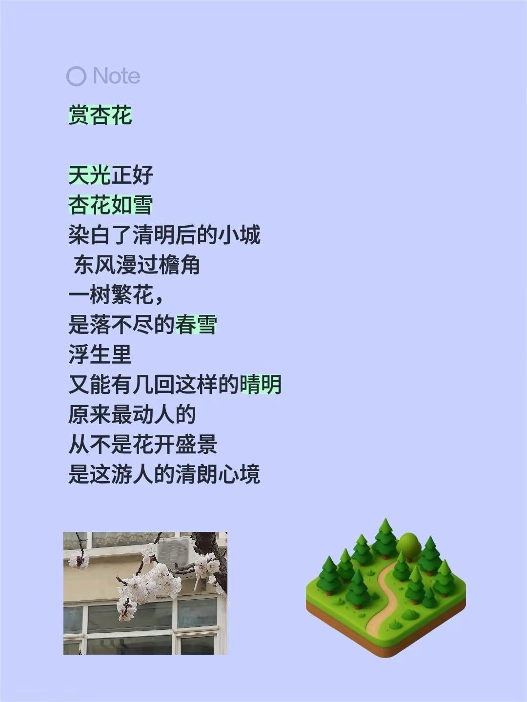 杏花村。赏杏花 天光正好杏花如雪染白了清明后的小城 东风漫过檐角一树繁花，是落不