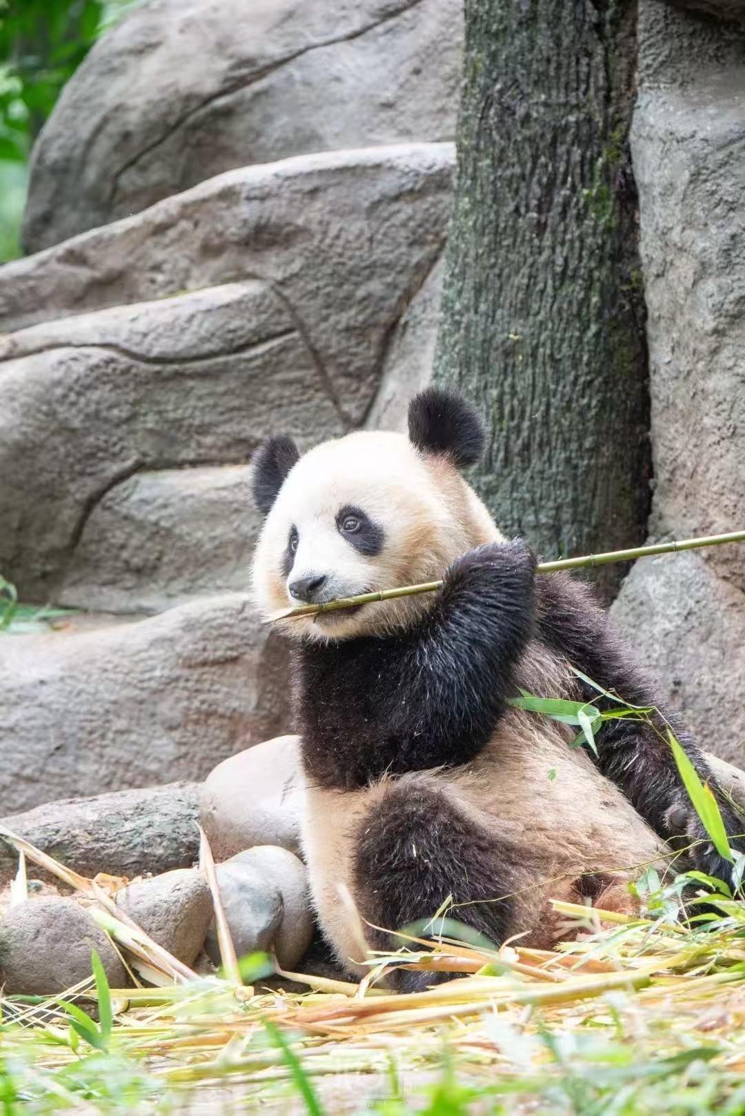 五一来雅安当国宝铲屎主理人被影片种草雅安熊猫之旅，这座小城满是温柔与生机，五一解