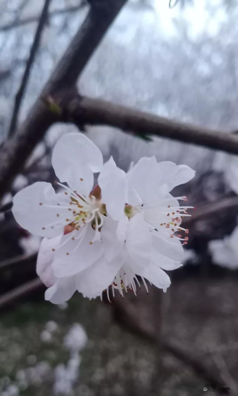 三月的山桃花
“忽如一夜春风来，千树万树梨花开”，今天早上送孩子上学时，看见路边