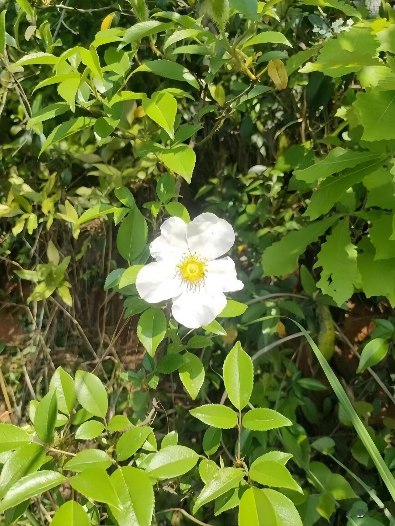 我们村有个年轻人，
一心想混个小官当当。
为了巴结上面的人，
到处琢磨着找稀罕东