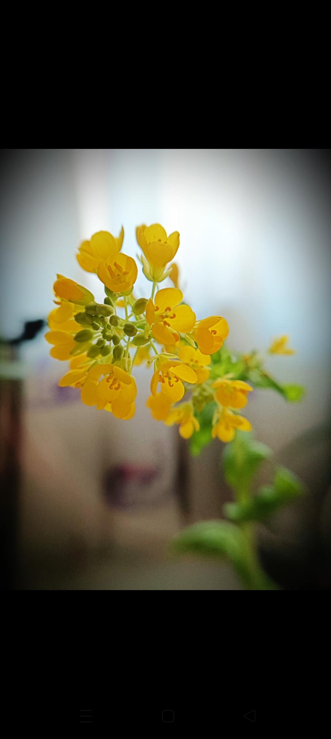 你说怪不怪！家里精心伺候的蝴蝶兰、君子兰，今年集体“装睡”，一朵花也不给开。反倒