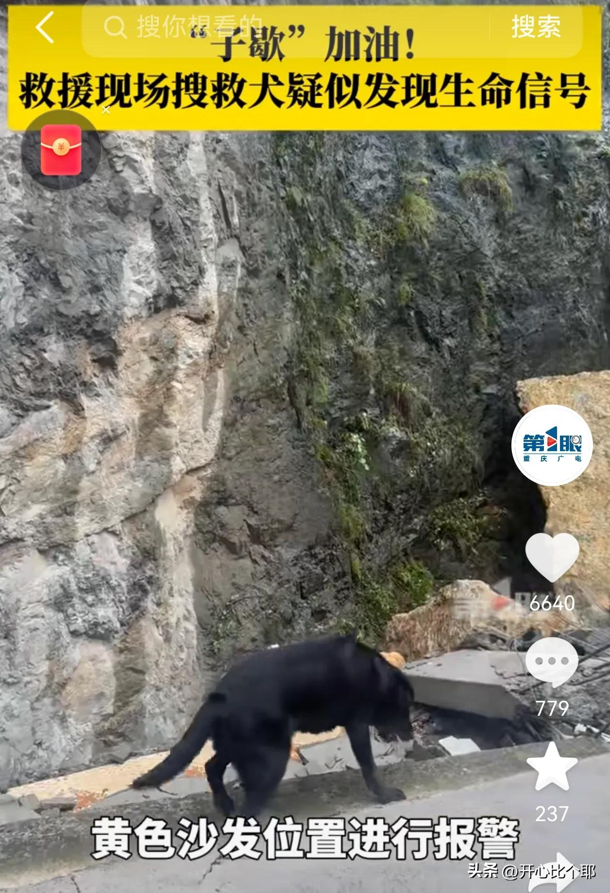 搜救犬“子歇”立大功了！

在彭水崩塌废墟的一个黄色沙发处，

它闻到了生命迹象