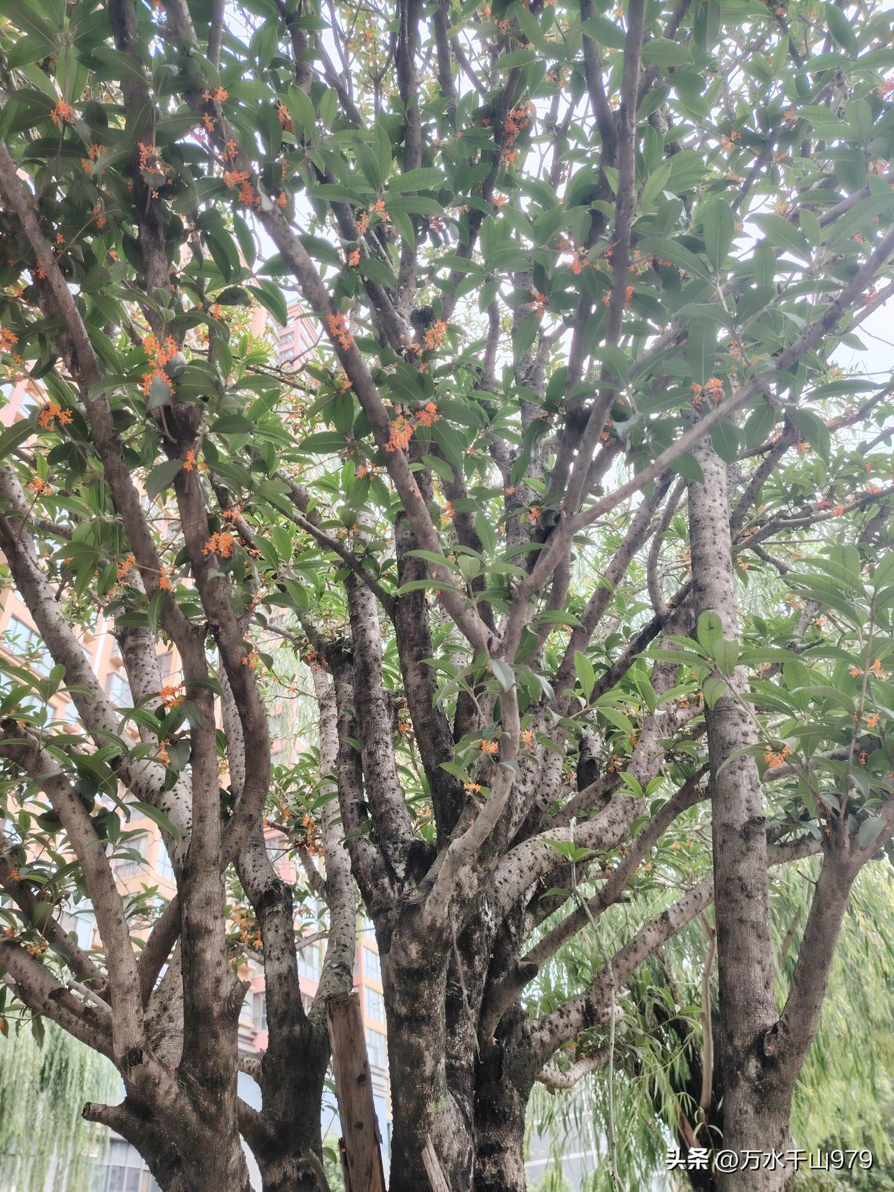 观桂花树下野草有感
            一
背靠大树自悠闲，
世事荣枯早看穿