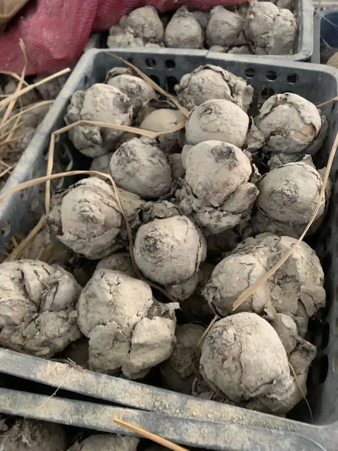 年宵花～漳州水仙花