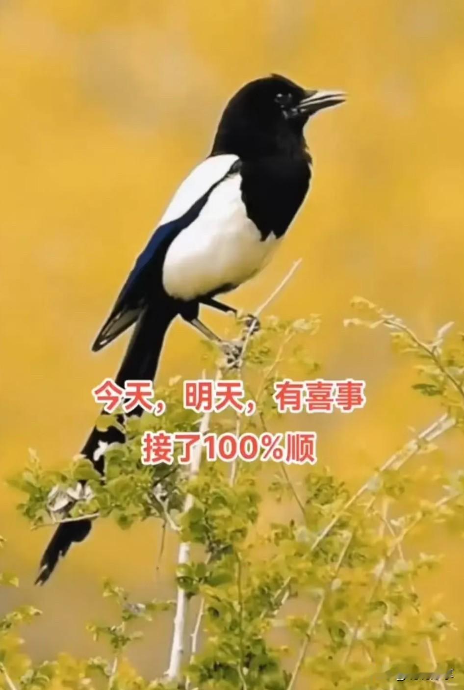 你胆子实在太大了！
遇见了喜鹊报喜你都不接，
这已经是第三次来了，

请在30秒